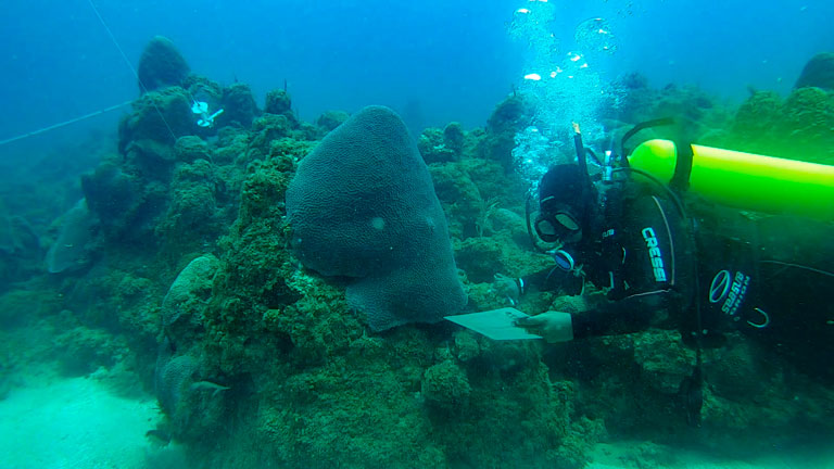 Projeto Mares une pesquisadores e comunidade em ações de restauração do ambiente marinho na Ilha de Itaparica