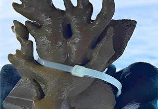Identificação e marcação de coral para monitoramento