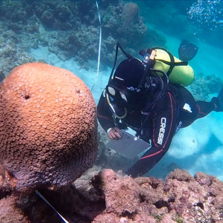 Mergulhador realizando monitoramento de coral em ambiente recifal
