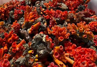 coral