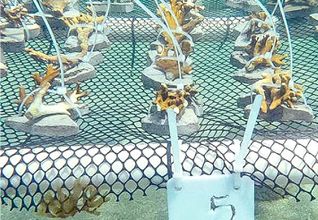 Cultivo de fragmentos de coral para restauração marinha.