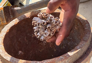 Manejo de coral para conservação marinha